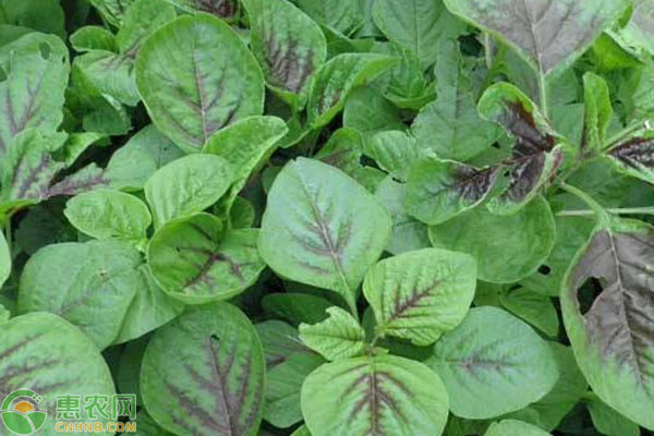 莧菜播種后幾天發(fā)芽？-圖片版權(quán)歸惠農(nóng)網(wǎng)所有