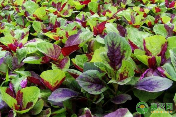 莧菜播種后幾天發(fā)芽？-圖片版權(quán)歸惠農(nóng)網(wǎng)所有