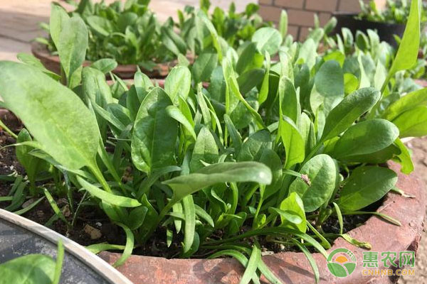 菠菜幾天發(fā)芽出土？-圖片版權(quán)歸惠農(nóng)網(wǎng)所有