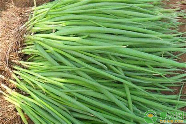 小蔥播種后幾天發(fā)芽？-圖片版權(quán)歸惠農(nóng)網(wǎng)所有
