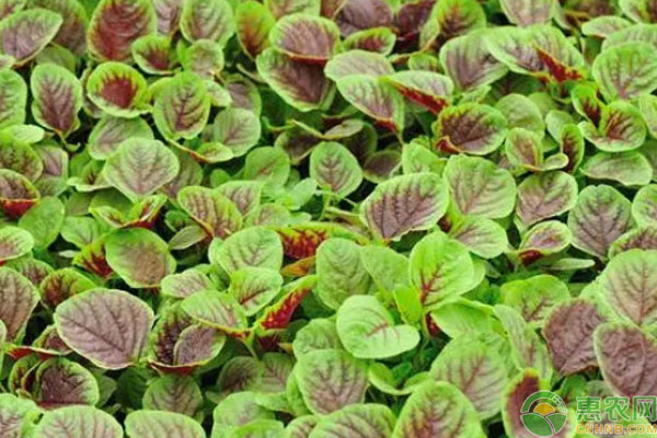 莧菜幾天出苗發(fā)芽？-圖片版權(quán)歸惠農(nóng)網(wǎng)所有