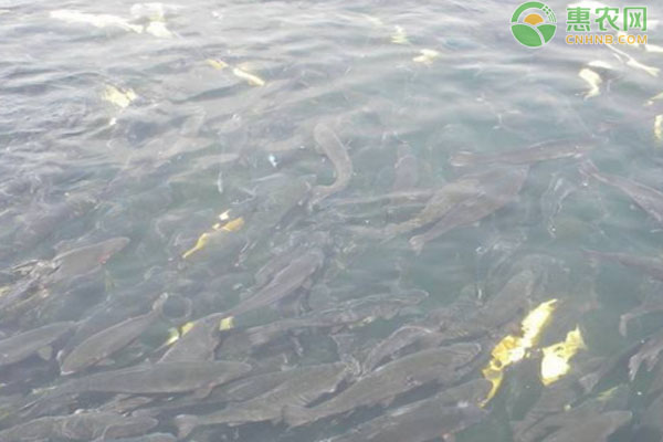 魚塘越冬管理方法-圖片版權(quán)歸惠農(nóng)網(wǎng)所有