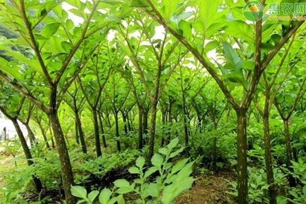 魔芋越冬管理方法-图片版权归惠农网所有