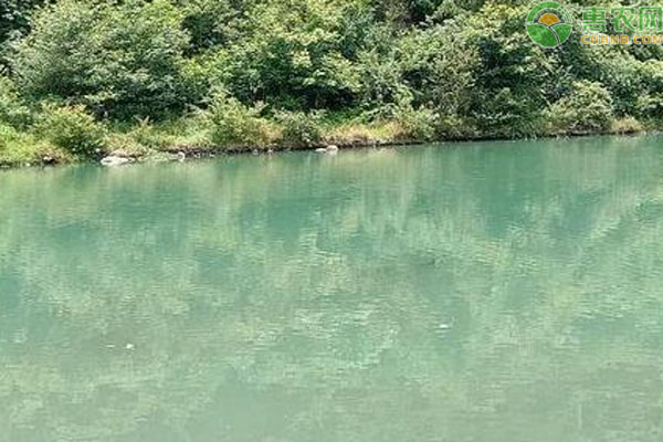 魚塘越冬管理方法-圖片版權(quán)歸惠農(nóng)網(wǎng)所有
