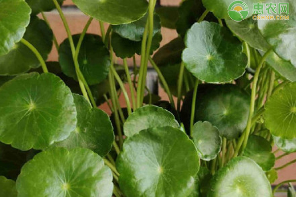 銅錢草越冬管理-圖片版權(quán)歸惠農(nóng)網(wǎng)所有
