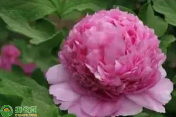 牡丹花越冬管理-圖片版權(quán)歸惠農(nóng)網(wǎng)所有
