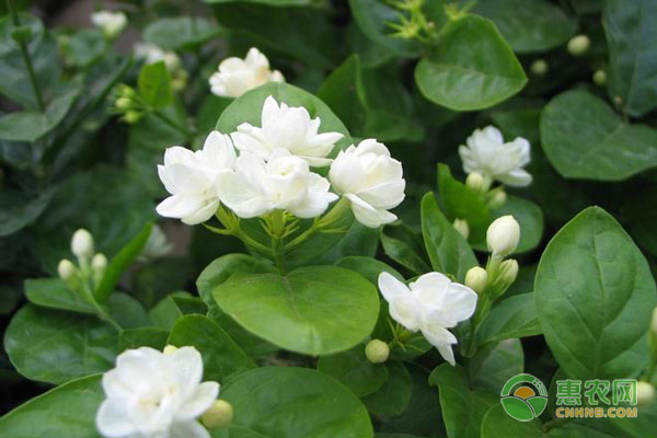 茉莉花越冬管理方法-圖片版權(quán)歸惠農(nóng)網(wǎng)所有