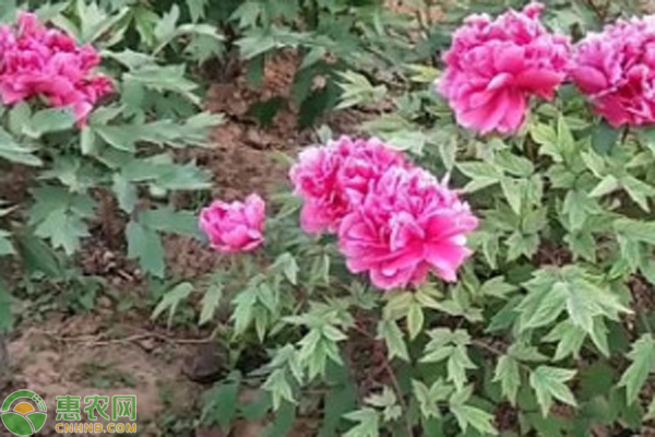 牡丹花越冬管理-圖片版權(quán)歸惠農(nóng)網(wǎng)所有