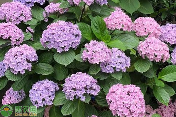 繡球花過冬怎么管理？-圖片版權(quán)歸惠農(nóng)網(wǎng)所有