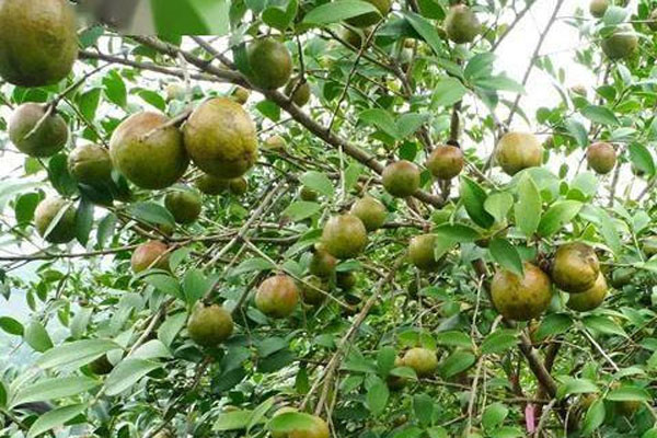 10亩油茶树一年多少利润？