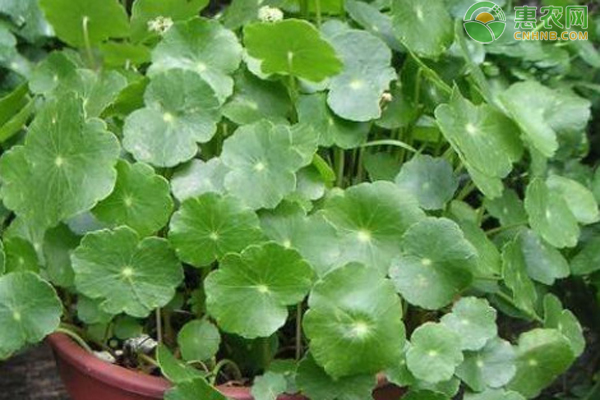 銅錢草越冬管理-圖片版權(quán)歸惠農(nóng)網(wǎng)所有