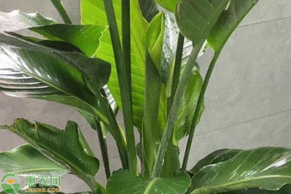 天堂鳥根部變黃怎么辦？-圖片版權(quán)歸惠農(nóng)網(wǎng)所有