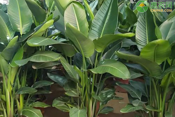 天堂鳥根部變黃怎么辦？-圖片版權(quán)歸惠農(nóng)網(wǎng)所有