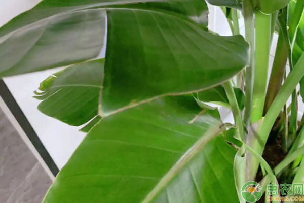 天堂鳥根部變黃怎么辦？-圖片版權(quán)歸惠農(nóng)網(wǎng)所有