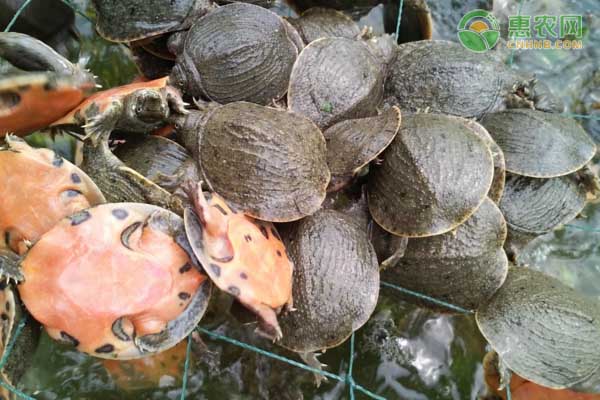 甲魚過冬的最佳方法-圖片版權(quán)歸惠農(nóng)網(wǎng)所有