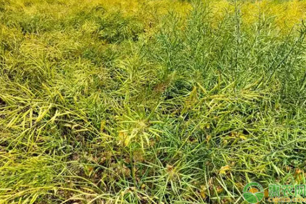 油菜幾天出苗？-圖片版權(quán)歸惠農(nóng)網(wǎng)所有