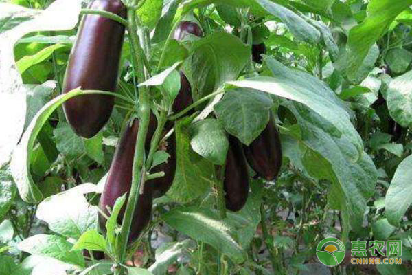 大棚茄子的種植技術(shù)管理-圖片版權(quán)歸惠農(nóng)網(wǎng)所有