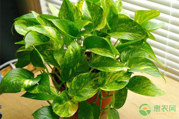 綠蘿插枝后幾天發(fā)芽？-圖片版權歸惠農網所有