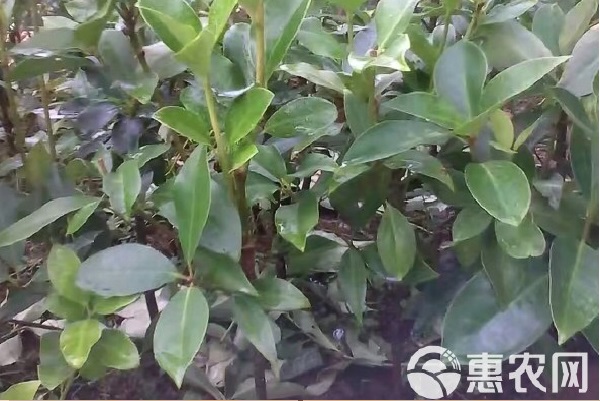 八角樹(shù)幾年結(jié)果？-圖片版權(quán)歸惠農(nóng)網(wǎng)所有