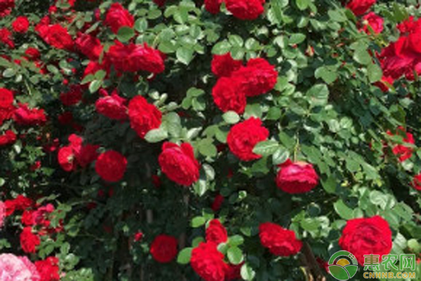 冬季月季花怎么管理？-圖片版權(quán)歸惠農(nóng)網(wǎng)所有