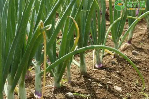 蔥種幾天發(fā)芽出土？-圖片版權(quán)歸惠農(nóng)網(wǎng)所有