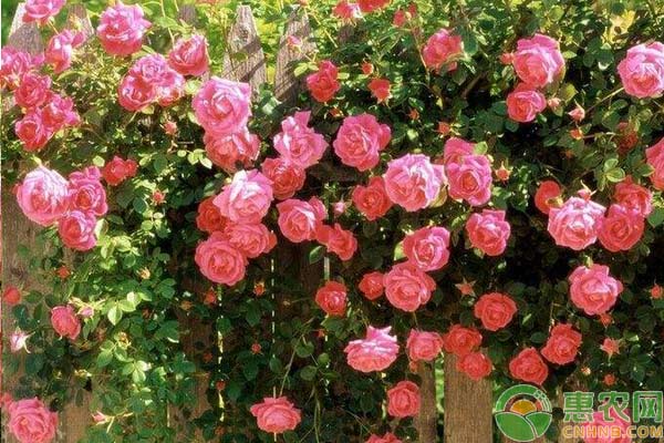 冬季月季花怎么管理？-圖片版權(quán)歸惠農(nóng)網(wǎng)所有