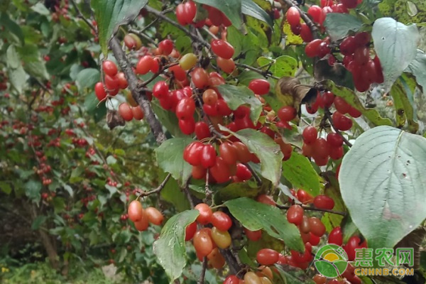 山茱萸几年挂果？-图片版权归惠农网所有