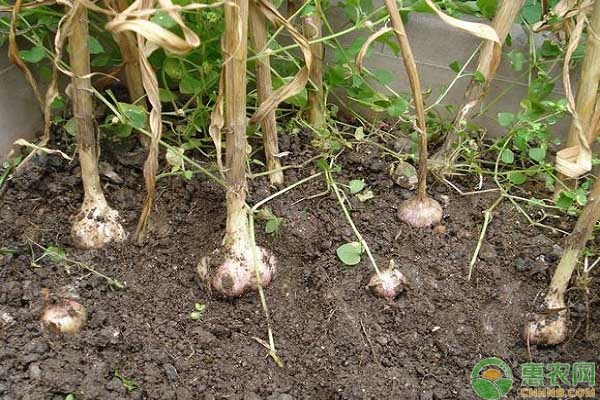 大蒜種植幾天可以發(fā)芽？-圖片版權(quán)歸惠農(nóng)網(wǎng)所有
