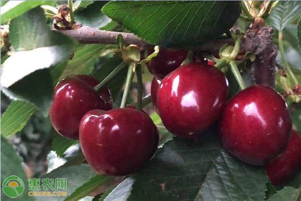 車?yán)遄訕鋷啄陹旃?圖片版權(quán)歸惠農(nóng)網(wǎng)所有