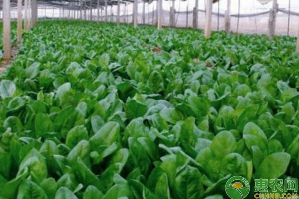 幾月種菠菜是最佳時(shí)期？-圖片版權(quán)歸惠農(nóng)網(wǎng)所有