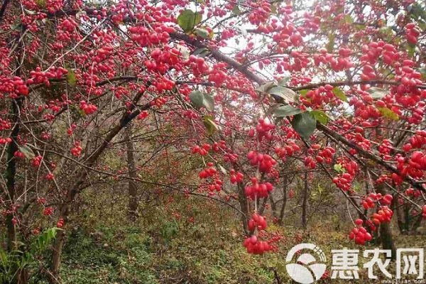 山茱萸几年挂果？-图片版权归惠农网所有