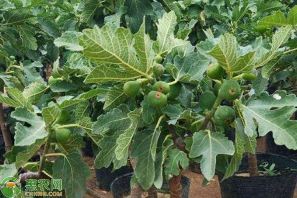 無花果什么時候扦插最好？-圖片版權(quán)歸惠農(nóng)網(wǎng)所有