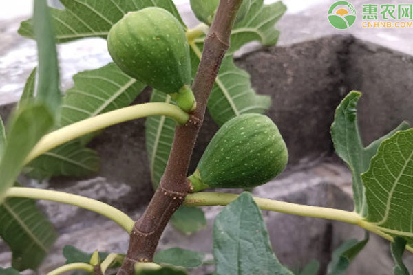 無花果什么時候扦插最好？-圖片版權(quán)歸惠農(nóng)網(wǎng)所有
