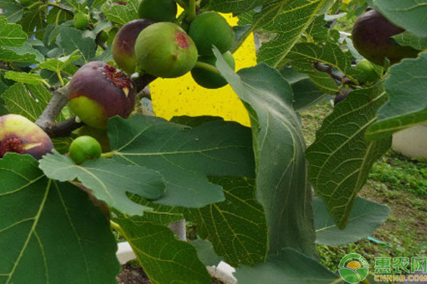 無花果什么時候扦插最好？-圖片版權(quán)歸惠農(nóng)網(wǎng)所有
