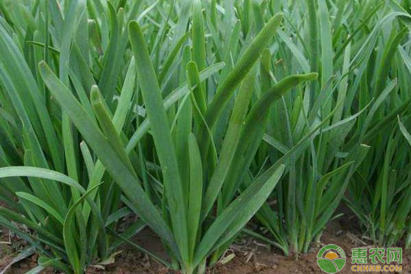 露天韭菜幾月播種？-圖片版權(quán)歸惠農(nóng)網(wǎng)所有
