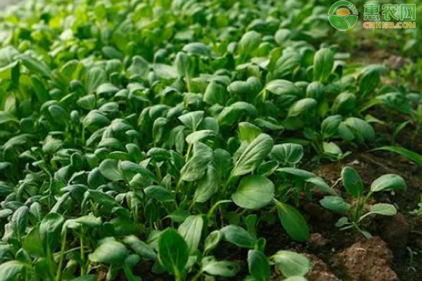 雞毛菜幾天發(fā)芽出土？-圖片版權(quán)歸惠農(nóng)網(wǎng)所有