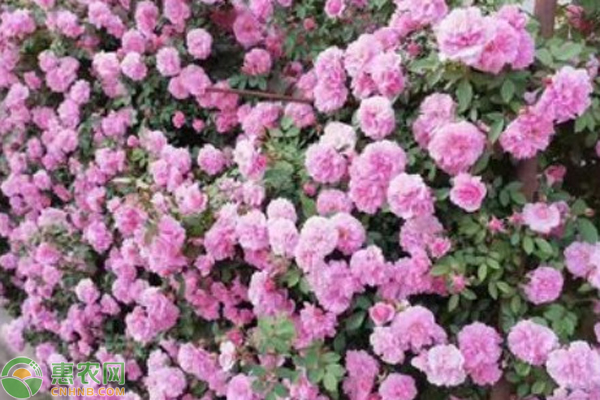 种植玫瑰花怎么修剪？-图片版权归惠农网所有