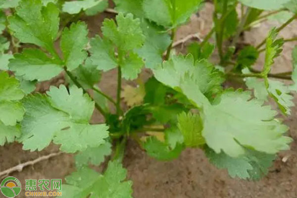 芫荽幾天發(fā)芽出苗？-圖片版權(quán)歸惠農(nóng)網(wǎng)所有