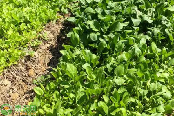 雞毛菜幾天發(fā)芽出土？-圖片版權(quán)歸惠農(nóng)網(wǎng)所有