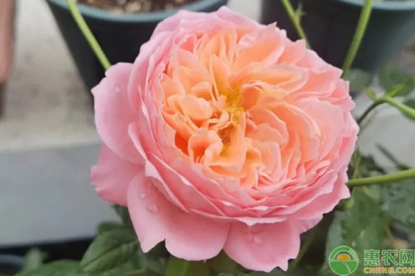 种植玫瑰花怎么修剪？-图片版权归惠农网所有