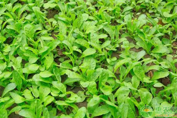雞毛菜幾天發(fā)芽出土？-圖片版權(quán)歸惠農(nóng)網(wǎng)所有