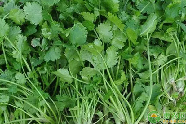 芫荽幾天發(fā)芽出苗？-圖片版權(quán)歸惠農(nóng)網(wǎng)所有