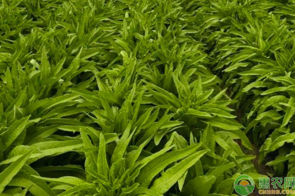 北方幾月份能種植萵筍？-圖片版權(quán)歸惠農(nóng)網(wǎng)所有
