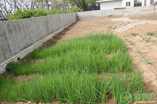 小香蔥幾天發(fā)芽出土？-圖片版權(quán)歸惠農(nóng)網(wǎng)所有