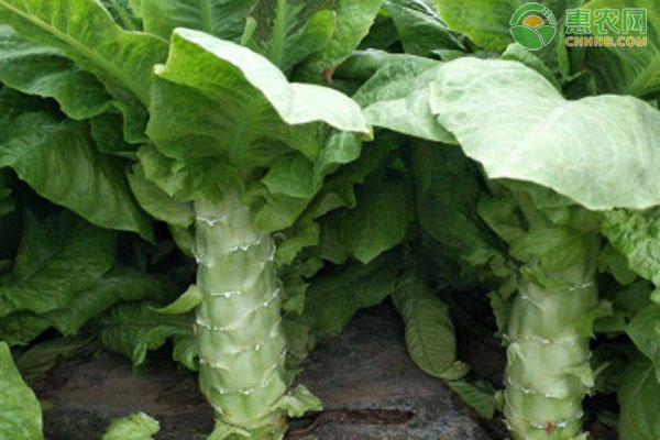 北方幾月份能種植萵筍？-圖片版權(quán)歸惠農(nóng)網(wǎng)所有