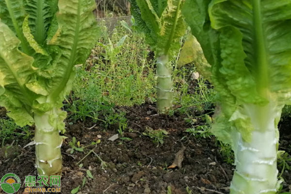 北方幾月份能種植萵筍？-圖片版權(quán)歸惠農(nóng)網(wǎng)所有