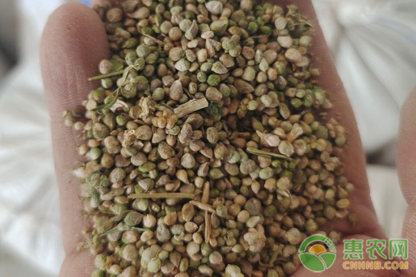 菠菜催芽方法和時(shí)間-圖片版權(quán)歸惠農(nóng)網(wǎng)所有