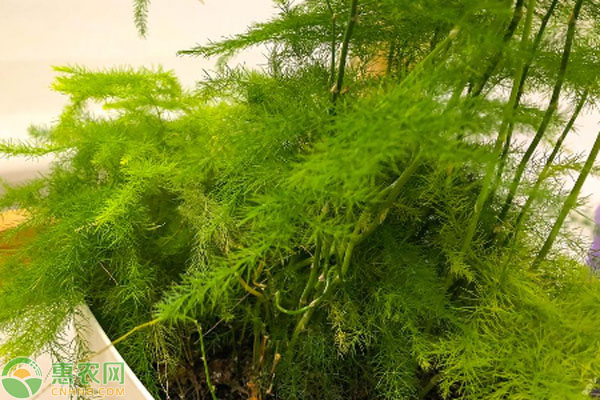 刚买的文竹的养殖方法和注意事项-图片版权归惠农网所有