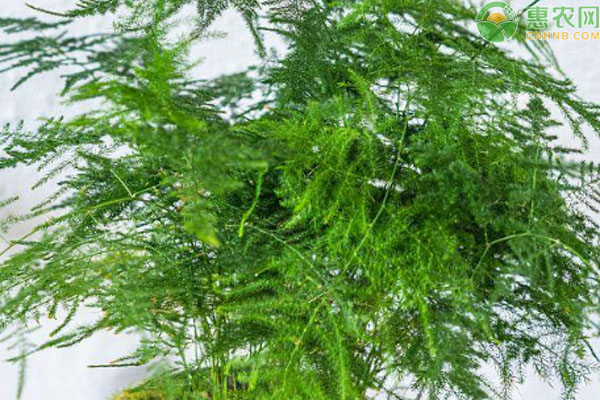 刚买的文竹的养殖方法和注意事项-图片版权归惠农网所有