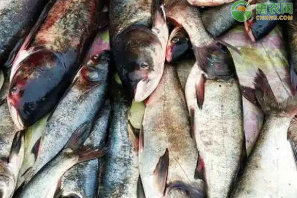 花鰱一畝水面放多少條魚苗？-圖片版權(quán)歸惠農(nóng)網(wǎng)所有